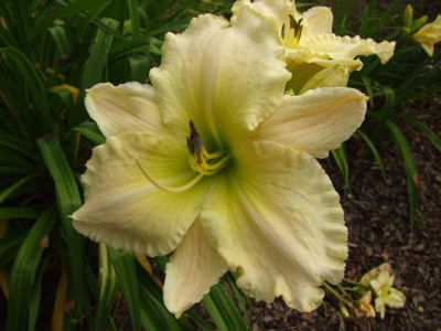 2017_0715Hemerocallis50128.JPG