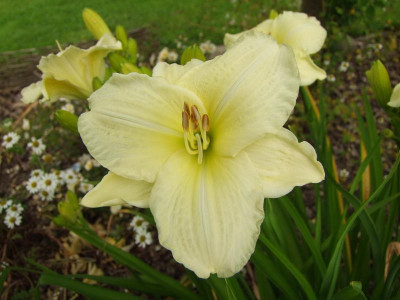 2017_0715Hemerocallis50136.jpg