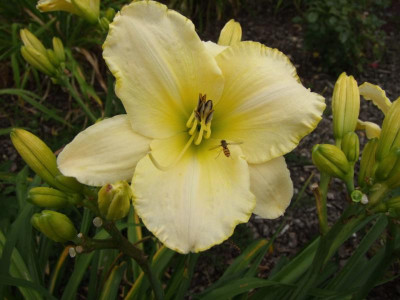 2017_0715Hemerocallis50142.jpg