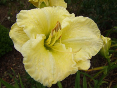 2017_0715Hemerocallis50147.JPG