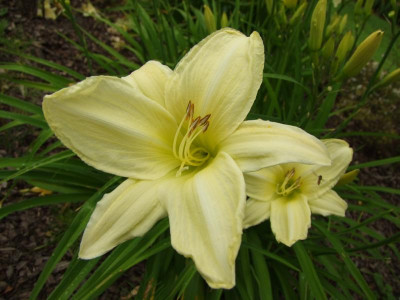 2017_0715Hemerocallis50149.JPG
