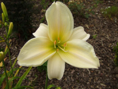 2017_0715Hemerocallis50154.JPG