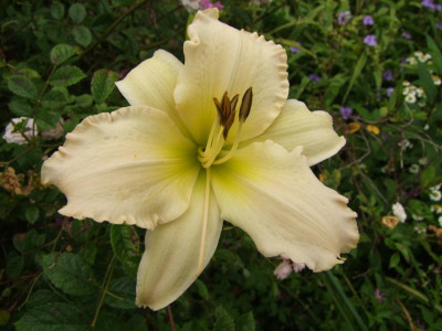 2017_0715Hemerocallis50185.JPG
