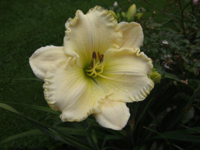 2017_0715Hemerocallis50044.jpg