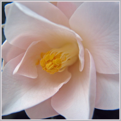 CAMILLIA_DI_1601_I.jpg