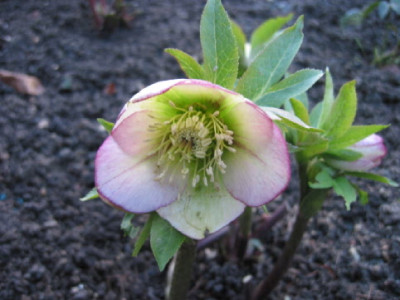 Helleborus_hell__Jan_07.jpg