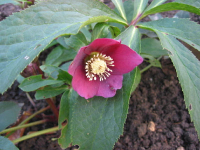 Helleborus_Rot_Jan_07.jpg