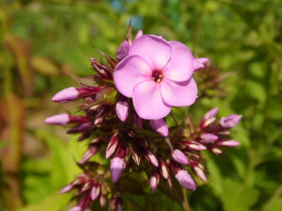 Victorian Violett 15.07.2017.JPG