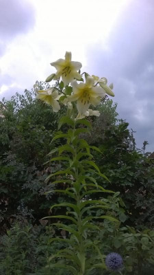 WP_20170714_003.jpg