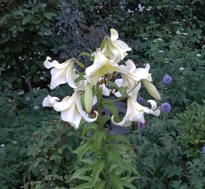 WP_20170714_007.jpg