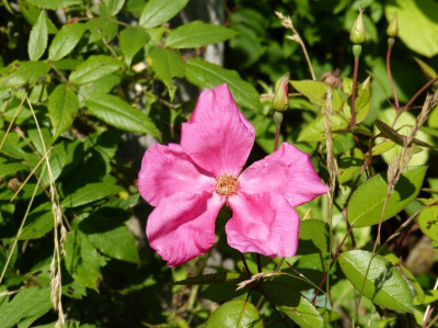 2017-07-15 Rosa chinensis var. mutabilis.jpg