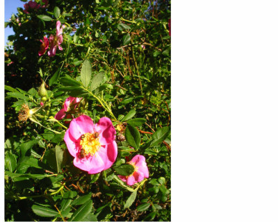 Rosa_villosa.jpg
