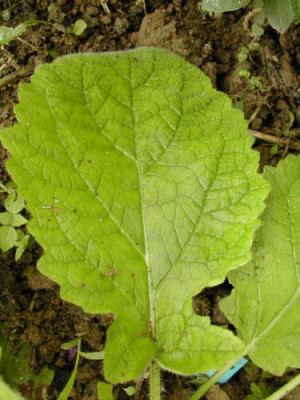 Salvia_forskaohlei_Blatt.jpg