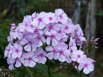 2017-07-15 Phlox.jpg