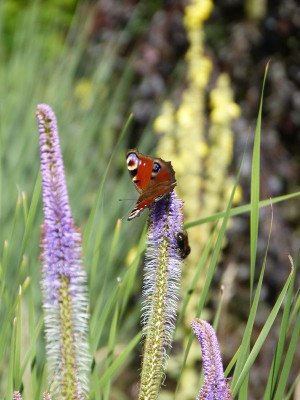 2017-07-15 Gartenimpressionen 1.jpg