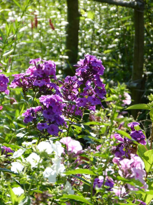 2017-07-15 Gartenimpressionen 2.jpg