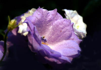 Campanula-Versuch-4.jpg