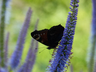 2017-07-15 Gartenimpressionen 5.jpg