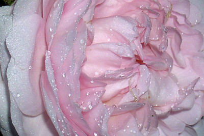 Rosa-Versuchung.jpg