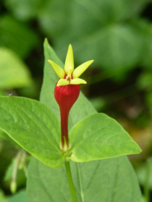 spigelia_marilandica_272.jpg