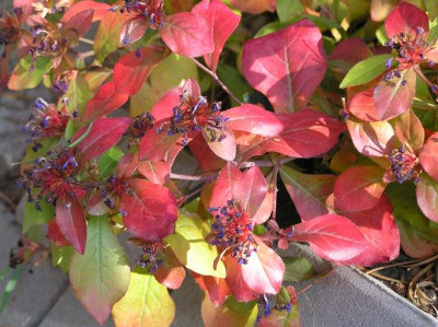 -000011Herbst.jpg