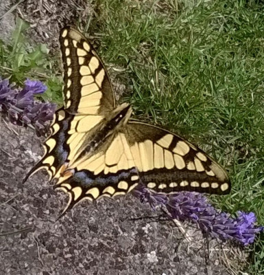 20170716_001.jpg