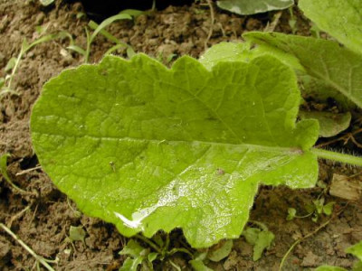 Salvia_hians_Blatt.jpg