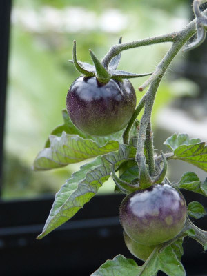 2017-07-16 Tomaten 'Purple Rispe'.jpg