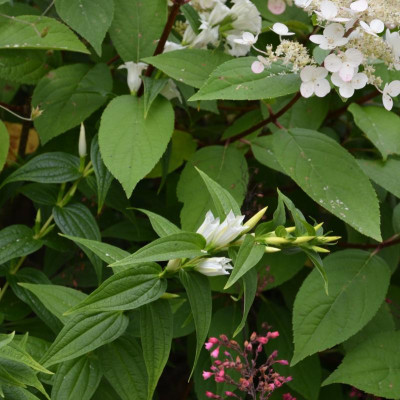 Gentiana_asclepiadea-Album.17-1.jpg