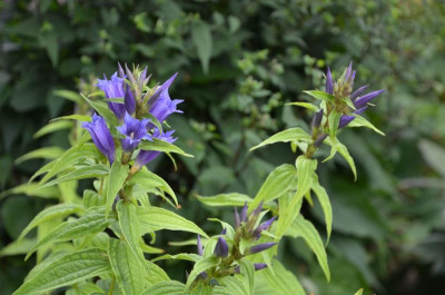 Gentiana_asclepiadea.17-2.jpg