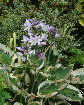 Hosta-Minuteman.17-1.jpg