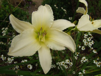 2017_0716Hemerocallis60002.jpg