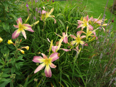 2017_0716Hemerocallis60243.JPG