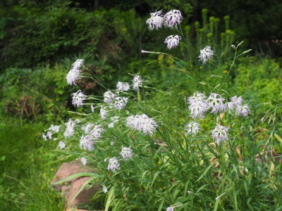 Dianthus superbus P8150016.JPG