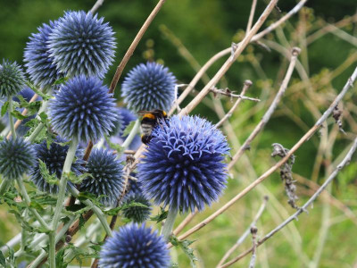 Echinops mit Hummel P8150038.JPG