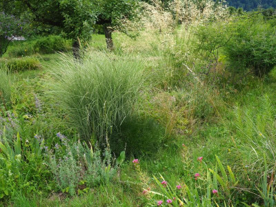 Miscanthus mit Haarstrang P8150052.JPG