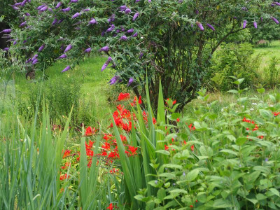 Crocosmia Lucifer mit Buddleja P8150058.JPG