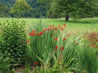 Panicum Crocosmia P8150062.JPG