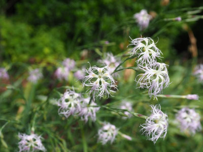 Dianthus superbus P8150029.JPG