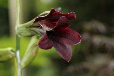 Cardiocrinum cordatum `Red Form´.JPG