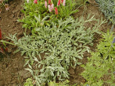 Salvia_nevadensis_Habitus.jpg