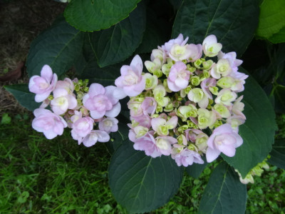 hortensie.JPG