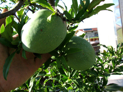 Chaenom.cathy.Frucht.jpg