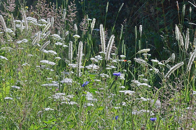 DSC_9477-Weiße Wiesen_003.JPG