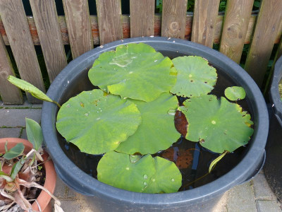 2017-07-17 Nelumbo 'First Lady'.jpg