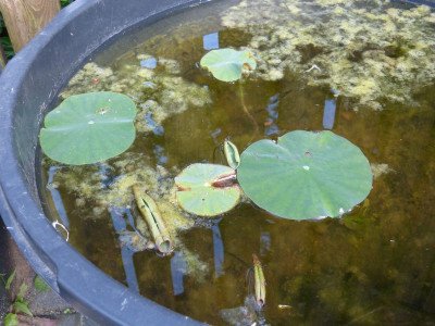 2017-07-17 Nelumbo 'Green Maiden'.jpg