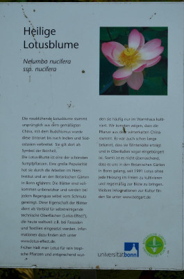 DSC_8976-Lotus_001.JPG