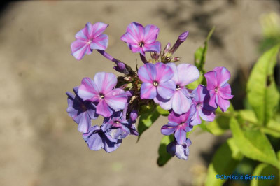comp_DSC06701.jpg