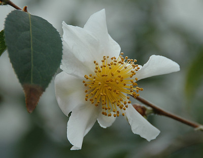 DSC_0050.jpg
