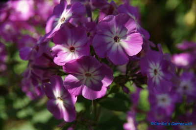 comp_DSC06700.jpg